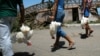 Residentes de Nueva Gerona, en La Isla de la Juventud, cargan pollos de granja para su consumo. (Foto: Archivo/Claudia Daut/AFP)