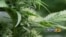 Plantas de marihuana que se cultivaban en Colorado para traficar la droga a lugares donde es ilegal.