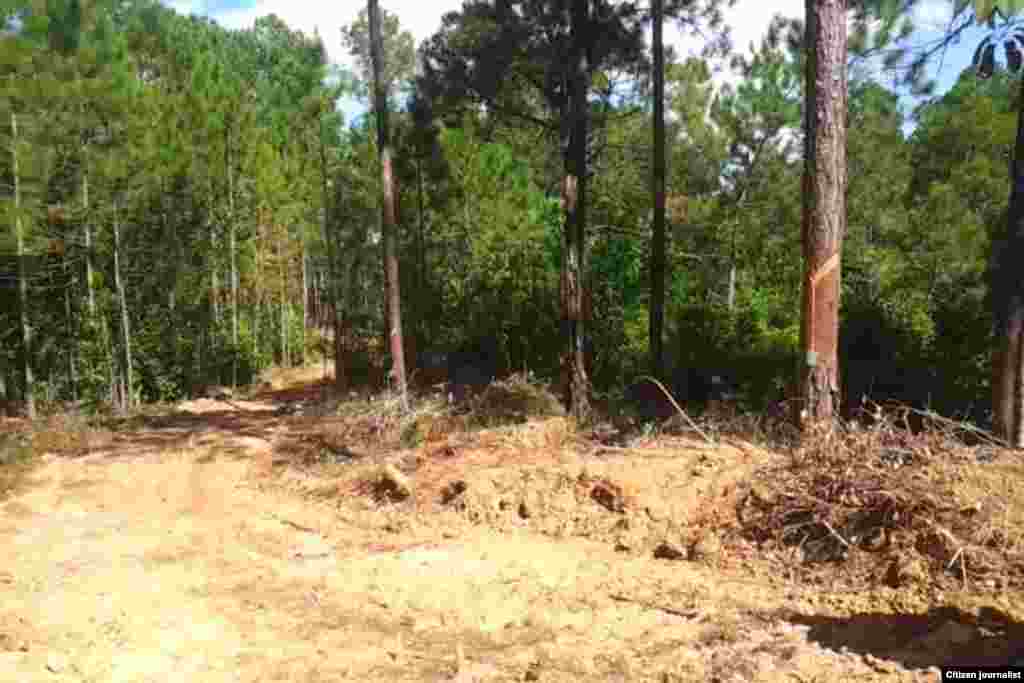 Pinares donde recogen las resinas los obreros&nbsp;