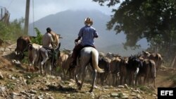 Los campesinos pastorean unas reses en una cooperativa.