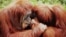 Pareja de orangutanes. Abocar: besarse en los labios.
