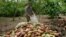 Cosecha de cacao en el muncipio de Baracoa, provincia de Guantánamo.