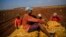 Campesinos recogen papas en Güines. AP Photo/Ramon Espinosa