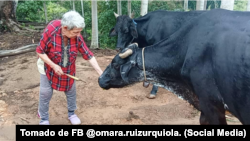 Isabel Urquiola, a sus 78 años, mantiene la finca en Viñales. 
