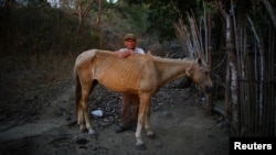 Un campesino posa con su caballo en Cerrito de Naua, Cuba. Foto Archivo REUTERS/Alexandre Meneghini