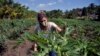Una mujer trabaja en una granja en La Habana. (Yamil Lage/AFP).